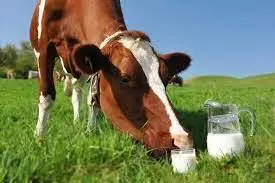 Cow Milk Pic.jpg_1676415081